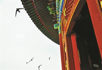 文保人士担心鸟粪与抓痕破坏大殿 动保人士称腐蚀力度不大