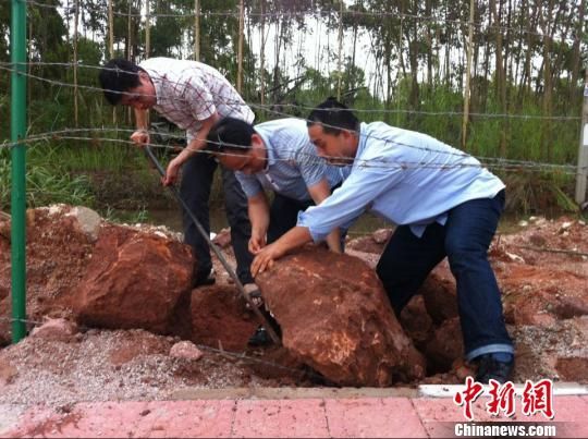 图为古生物化石挖掘现场。 凌丽 摄