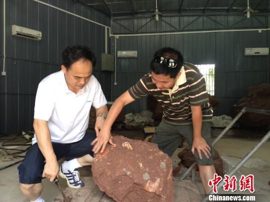 图为文物考古工作人员正对古生物化石进行查看。 凌丽 摄