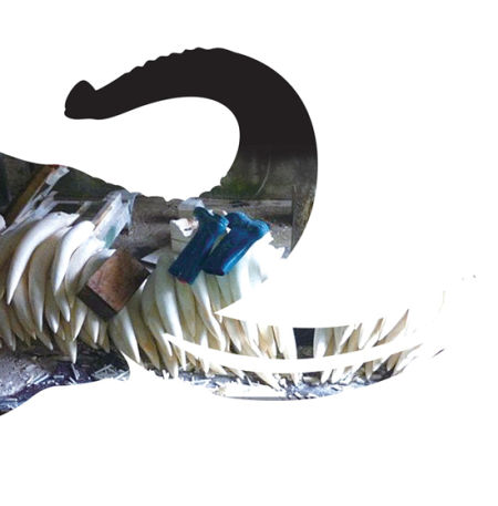 暗访象牙贸易集散地