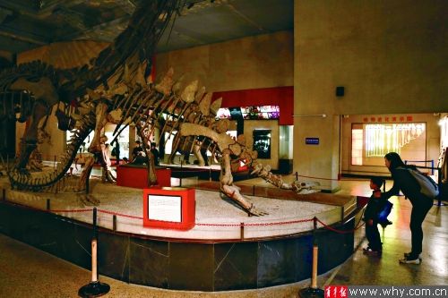 昨天，市民们正在自然博物馆参观。青年报记者 张瑞麒 摄