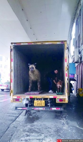 网友拍到标本被“转移”。