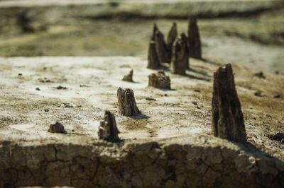 地上残留的木桩。