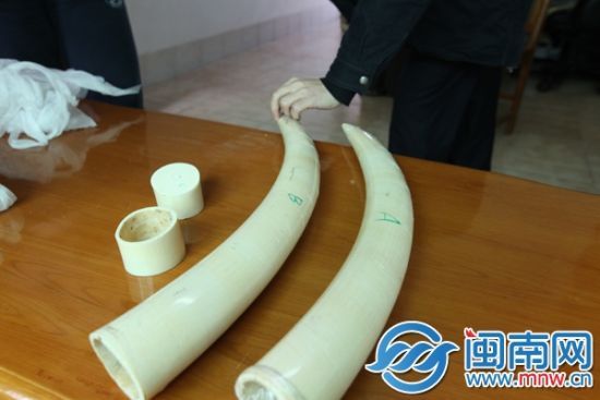 男子携50万象牙至平和交易