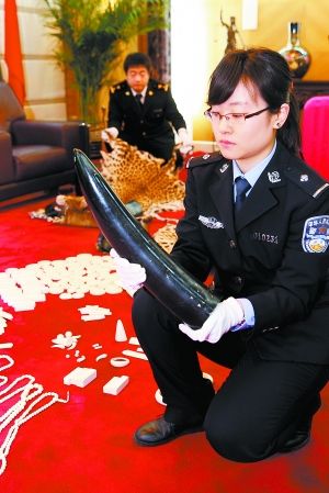 海关缉私警员正在清点截获的喷上黑漆的象牙。万磊摄