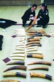 海关开箱检查发现大量象牙原牙及象牙制品 /上海海关供图