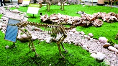 甘肃省和政县古生物化石博物馆的“和政四大古生物群化石展”一角