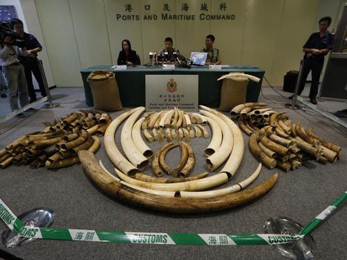图说：10月3日，香港海关举行新闻发布会，展示缴获的189根走私象牙。（美联社）