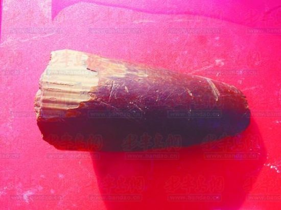 出土的象牙化石。(考古队员供图)