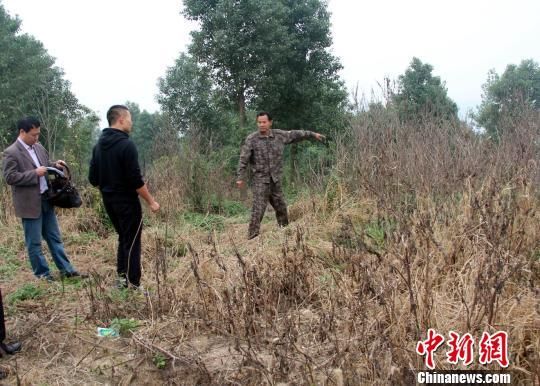 湖北省沙洋县马良文保协管员李德密向记者讲述被挖疑似“王墓”布局情况。 吴奇勇 摄