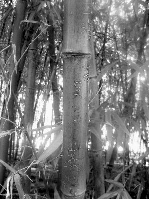 紫竹院竹子“毁容”。杨奕/摄