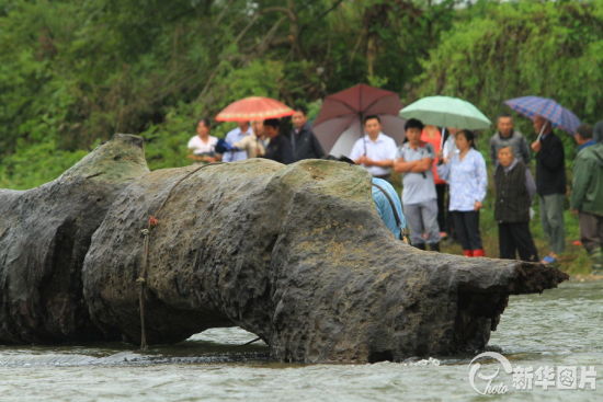 (图片</p>

<p>　　今年39岁的梁财，是修水县西港镇东山村一位的农民。今年6月份，梁财发现河滩上有一小段20厘米长的枝丫露出，经过几个月的反复勘查，梁财感觉河里很可能埋藏着一根很大的树木，9月2号，梁财带着家人开着一台挖掘机和一辆推土机来到河滩开始挖掘。</p>

<p>　　江西修水村民梁财称，一挖，那个前面就越挖越大，我就打电话给我那个妹夫，我说你过来看一下，我说这个树根，人家说那个东西能卖钱，我说不管怎么样我要把它挖出来，是吧。</p>

<p>　　令梁财没想到的是，这根木头越挖越长，且越挖越深，直到 9月3日傍晚6点左右，经过两天一夜的连续艰苦作战，巨大的树木终于全部显露出水面。梁财称，我这个能够一下子挖到个宝，钱多了，那肯定高兴，人都是一样的是吧。天降“横财”，不仅令梁财喜出望外，就连附近的老百姓也纷纷赶来，希望分到一杯羹。梁财还说，桥上那是几百人啊，到处都是啊，拿那个到啊，拿那个柴刀啊，我也拿一点回家，你也拿一点回家。</p>

<p>　　为了对挖掘起来的古树进行保护，当地林业部门把古树从河道运到了一家企业的厂房里，并且派专人进行看护。据当地林业部门专家考证，该树长24米，直径1.5米，树龄在700年到800年。</p>

<p>　　修水县林业局林业工程师袁健根称，根据我个人估计，它已经生长了七到八百年的时间，它在水下根据河床的加高以及河面加宽等综合因素推算，这棵树埋藏了也埋藏了五百年以上的时间。</p>

<p>　　经过江西省野生动植司法鉴定中心的鉴定，已经明确该木材为秋枫，不过，对于这棵古树树龄以及价值等，还没有最终的结果，尽管结果还没有出来，当地政府已经通知梁财，这根树木应该归国家所有，这让梁财和他的亲属们难以接受。</p>

<p>　　梁财说，是我自己挖到的东西，如果是捡到一个石头，我回家了，就是打个比方，捡到这个石头是不是，能够卖到2百万，3百万，我卖掉了，我会归回来(吗)，现在这个东西大了，你国家就过来要了。梁财的亲戚称，如果是一棵没有用的树，像我挖起来做柴火烧也可以，但是现在政府说如果是值钱的就是国家的，所以我们就有一点点想不通。</p>

<p>　　梁财说，为了挖出这根树木，他也是下了血本，不仅投入了大量的资金，还把家里的亲朋好友都召集来了。现在我的钱算起来是9万多，就是我铲车、挖机、吊机，人工我就估计在上面，算起来就是9万多块钱。</p>

<p>　　修水县林业局副局长张林森称，出土的东西包括这个矿山资源资源都是属于国有，它本身这个树就是在这个河道里，河道，这个滩涂这个都是属于国家所有的。如果这个古树鉴定以后是比较珍贵的，按照有关规定还要给他一定的奖励，这个我们也做了承诺。</p>

<p>　　<strong>乌木归属权争议不断 法律还需更完善</strong></p>

<p>　　南昌大学法学院教授魏盛礼称，根据现有的法律来看，如果乌木要归国家所有，必须具备两个条件。一种是按照《民法通则》规定，所有权人不明的埋藏物、隐藏物为国家所有，这是一种情形，第二种情形按照法律规定是地下矿产资源为国家所有。在魏盛礼看来村民梁财发现的疑似乌木，不属于这两种情况中的任何一种，因此，物品应该归发现者梁财所有。</p>

<p>　　在江西省法学会副会长叶青看来，从目前的情况来看，梁财所发现的疑似乌木并不属于天然孳息，而应属于所有人不明的隐藏物，而既然是隐藏物，那么，就应该归国家所有。</p>

<p>　　江西省立法研究会常务理事刘锡秋表示，现有的法律里面，不管是《中华人民共和国民法通则》还是《中华人民共和国物权法》都没有对乌木的属性进行定性，这种法律的模糊性也就导致了归属权纠纷的产生，从现有的法律情况以及乌木的特性来看，他更倾向乌木归国家所有。在采访中许多专家都呼吁，为便于政府加强监管，希望国家相关部门明确此类问题的法律解释。</p>

<p>&nbsp;</p>

<p>&nbsp;</p>
<!-- publish_helper_end -->
                 

					<div class=