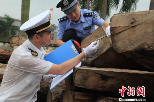 黄埔海关联合公安等部门，日前在代号为“利斧”的打击木材走私专项行动，一举打掉12个走私高档木材团伙，抓获犯罪嫌疑人48名，查办走私案件20起，案值合计约31.6亿元。图为海关人员在查验被查扣的涉嫌走私的木材。　黄埔海关供图　摄