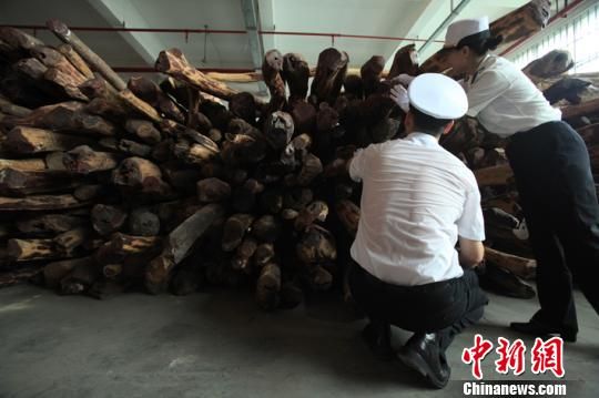 黄埔海关联合公安等部门，日前在代号为“利斧”的打击木材走私专项行动，一举打掉12个走私高档木材团伙，抓获犯罪嫌疑人48名，查办走私案件20起，案值合计约31.6亿元。图为海关人员在查验被查扣的涉嫌走私的木材。　