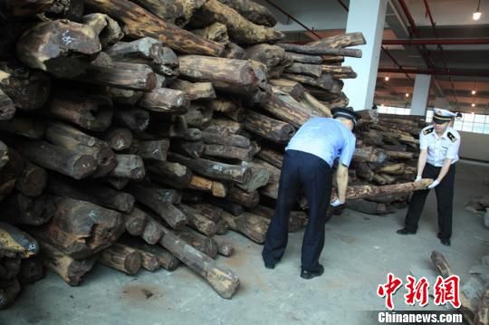 黄埔海关联合公安等部门，日前在代号为“利斧”的打击木材走私专项行动，一举打掉12个走私高档木材团伙，抓获犯罪嫌疑人48名，查办走私案件20起，案值合计约31.6亿元。图为海关人员在查验被查扣的涉嫌走私的木材。　