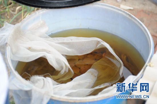 这是记者拍摄的正在进行染色处理的玛瑙（6月24日摄）。辽宁省阜新蒙古族自治县境内多处乡村因当地玛瑙染色加工业发展，导致地下水受污染二十多年成“绿茶”，许多村民长期到处“买水”“借水”。面对群众的申诉，当地镇政府官员一句“谁污染谁治理”将村民拒之门外。污染的地下水该由谁来治理？新华社记者潘昱龙摄