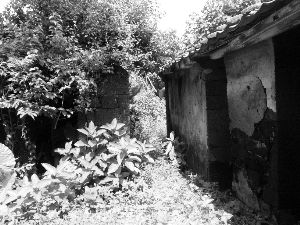 王海萍故居的院子杂草丛生 记者 林菲 摄