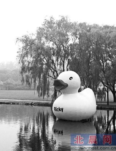 大图为紫玉山庄湖面上的“好奇鸭”。彭小菲/摄