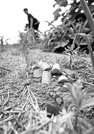 在疑似李煜墓所在的玉米地里，有新近勘探留下的探洞。