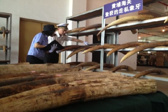 海关工作人员在清点被查货的象牙