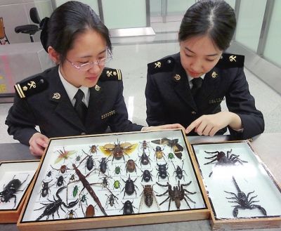 截获的昆虫标本