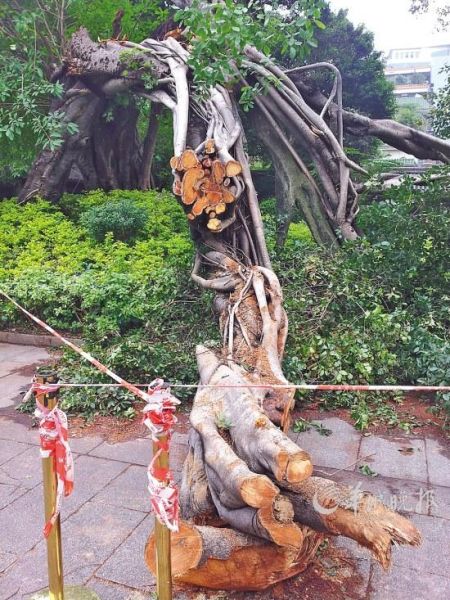 光孝寺一古树拦腰倒下