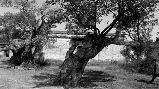 祠堂前的古樟树。毕水生　摄
