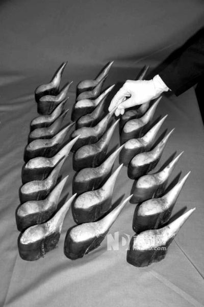 广州海关首次在进境邮件中查获走私盔犀鸟头盔骨28个。通讯员 曾文辉 摄