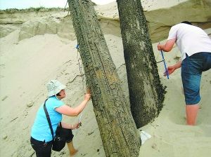 专家在进行树木样本、树木年轮树心提取。