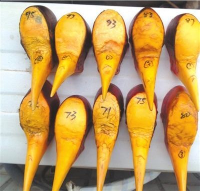 鸟头（盔犀鸟）“毛料”，上面标注的数字为鸟头的重量。