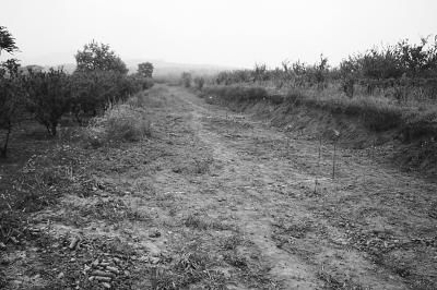 北侧主墓葬勘探发现的陪葬坑。资料照片