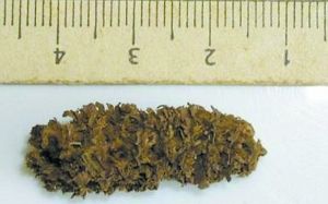 秘鲁发现“远古”爆米花