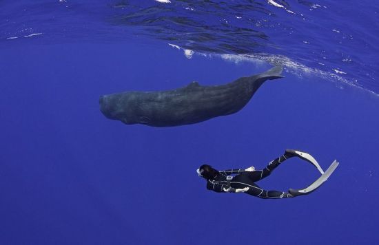 镜头记录人鲸同游奇妙画面
