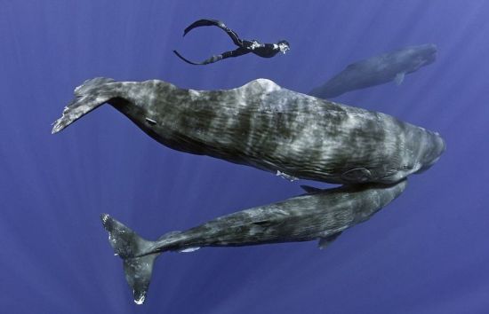 镜头记录人鲸同游奇妙画面