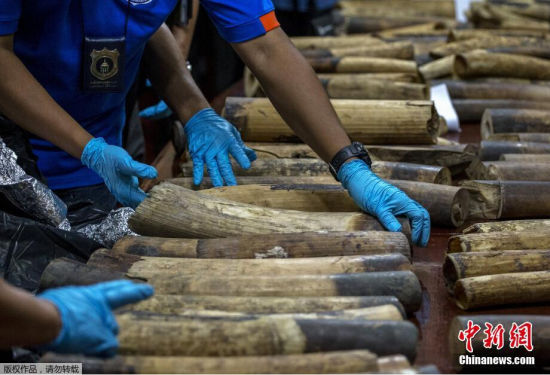 泰国海关缴获逾400斤走私象牙