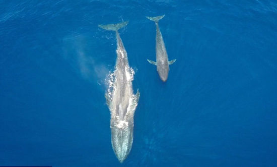 蓝鲸哺乳照