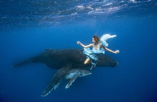 美女与鲨鱼同游