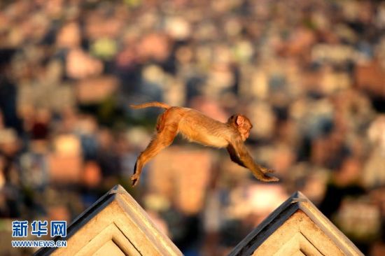 这张5月5日拍摄的照片显示，尼泊尔加德满都著名古建筑猴庙损毁严重，一只小猴从围墙跳过。