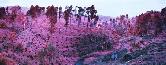 Richard Mosse, If I Ran the Zoo, North Kivu, eastern Congo, 2012