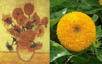 　右边是基因变异的向日葵，确实很相似