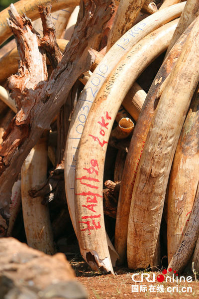 标记着重量及缴获日期的象牙