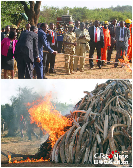 肯尼亚总统乌胡鲁·肯雅塔点燃象牙堆