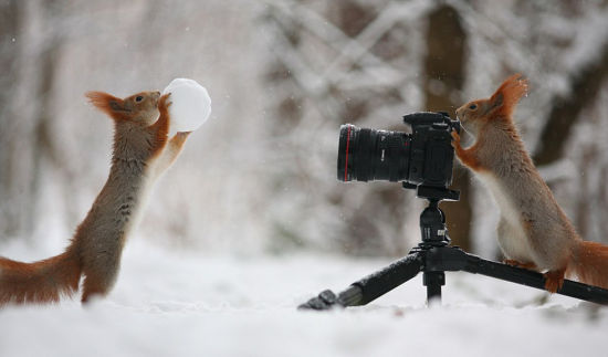 2只红松鼠在雪地中嬉戏，其中一只拍下“朋友”捧着雪球的姿态。（网页截图）
