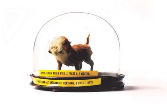 美博物馆现双脸猫咪标本吸引众人眼球