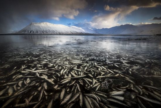 冰岛冰川下面的鱼都被冻住不动了。(网页截图)