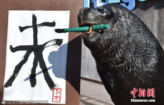 日本海狮写毛笔字迎新年