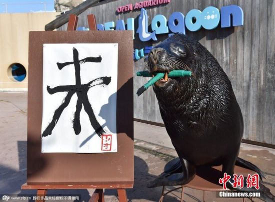 日本海狮写毛笔字迎新年