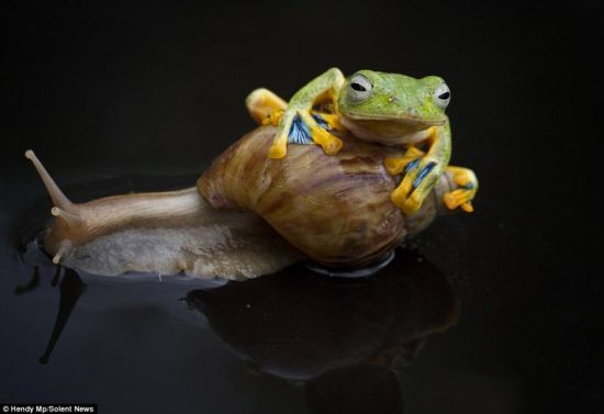 多情青蛙献吻小蜗牛摄影