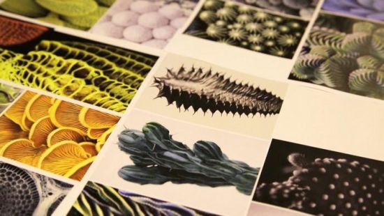 艺术家奇思妙想设计缤纷细菌状棒冰