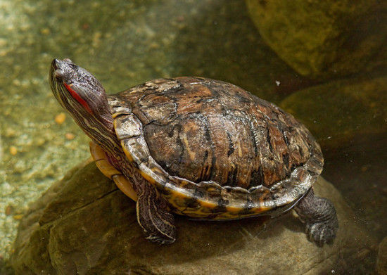 加拿大一华裔男子裤腿中藏51只活龟过海关被捕。图为红耳龟。